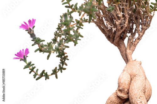 Sukkulente Trichodiadema bulbosa mit violetten Blüten photo