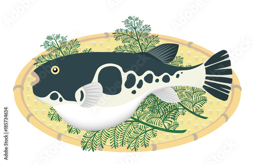ふぐ　河豚　冬の味覚　白背景