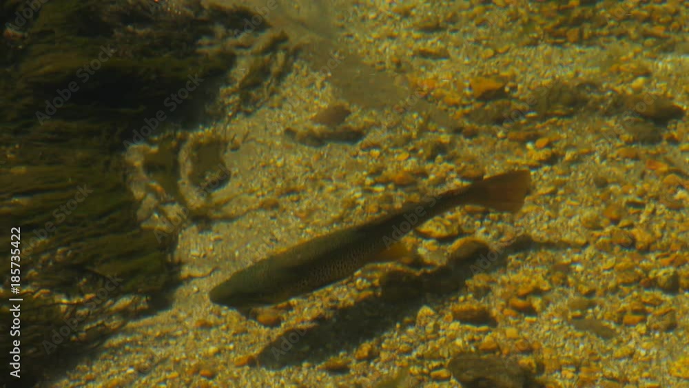 panning shot of a cruising brown trout in the merced river, yosemite panning shot of a cruising brown trout in the merced river, yosemite