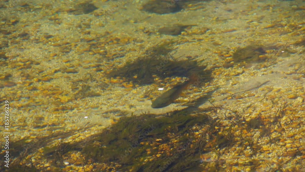 a brown trout waits for drifting food in the merced river of yosemite national park a brown trout waits for drifting food in the merced river of yosemite national park