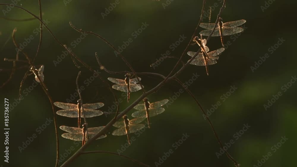 custom made wallpaper toronto digitalDragonflys in Thailand and Southeast Asia.