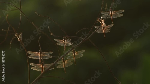 Wallpaper Mural Dragonflys in Thailand and Southeast Asia. Torontodigital.ca