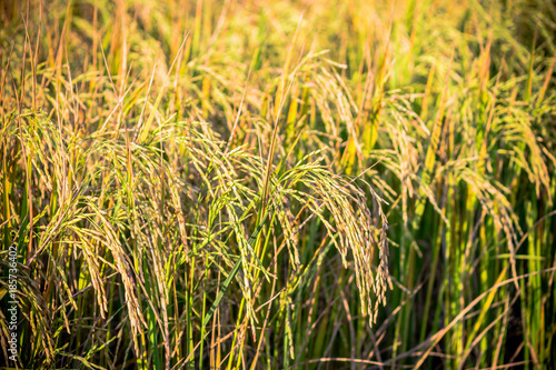 Rice field in Nonthaburi city  Thailand.