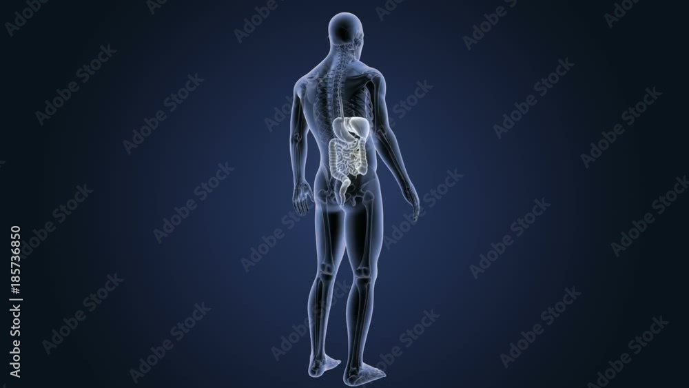 Digestive System with Skeleton Digestive System with Skeleton