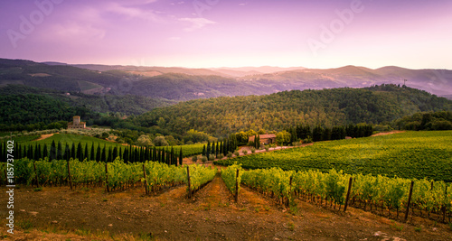 Wundervoller Anblick von Weinfeldern in der Toscana in Italien im Sommer 