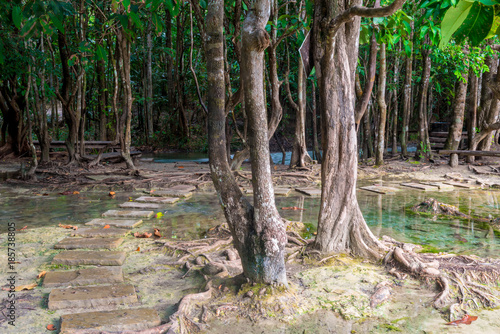 hiking trail between the trees in the tropical jungles of Thailand about emerald pool