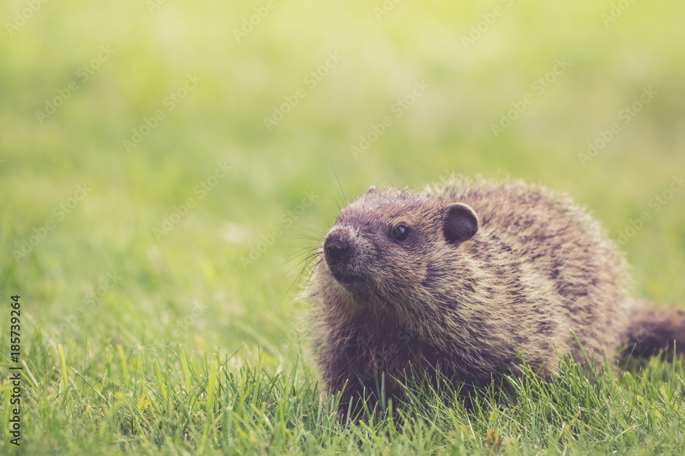Young Groundhog (Marmota Monax) walks in the green grass on a spring morning 