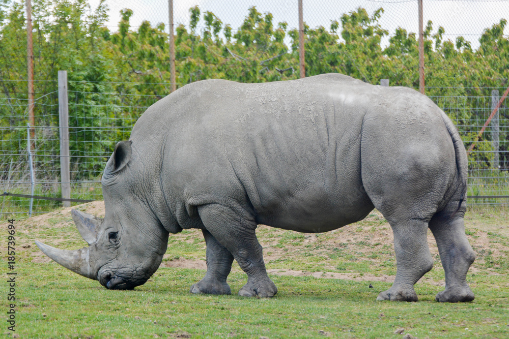 Rhinocéros blanc Rhinocéros blanc