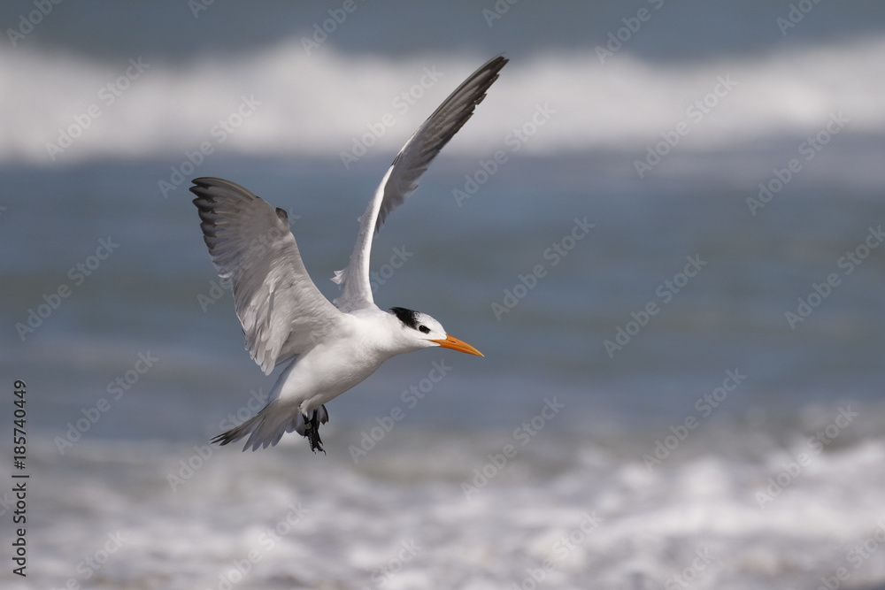 Royal Tern preparing to land on a Gulf of Mexico beach - Florida Royal Tern preparing to land on a Gulf of Mexico beach - Florida
