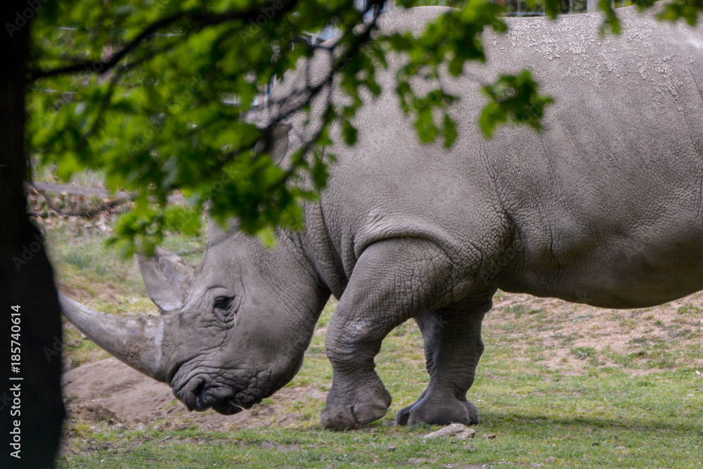 Fototapeta premium Rhinocéros blanc