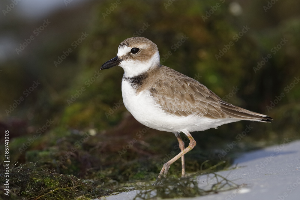 Wilson's Plover in non-breeding plumage foraging among some algae on a Florida beach Wilson's Plover in non-breeding plumage foraging among some algae on a Florida beach