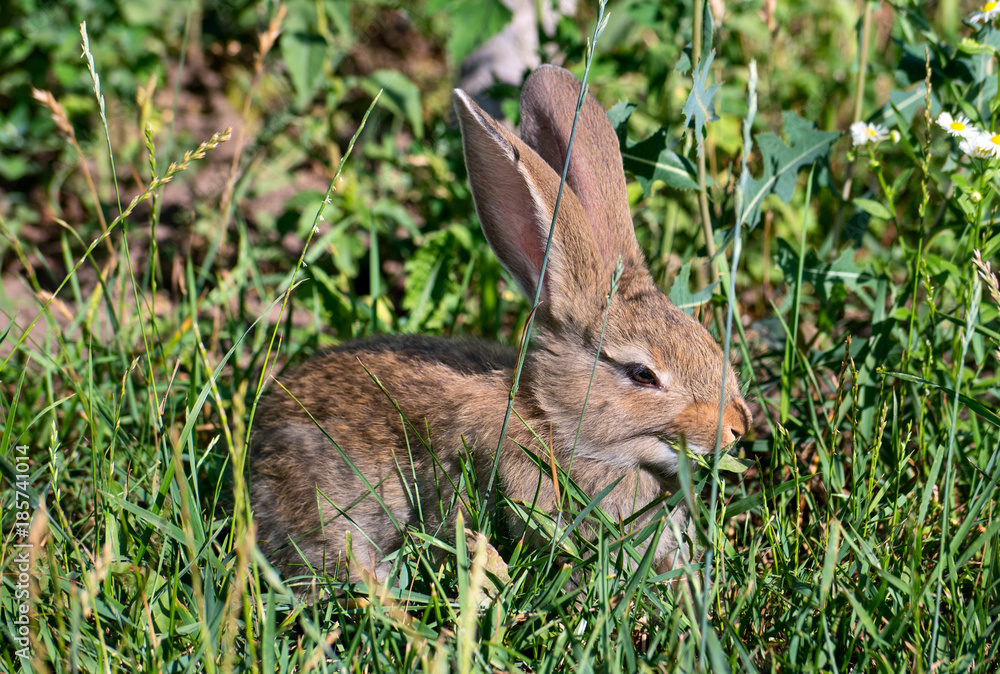 Rabbit on grass Rabbit on grass