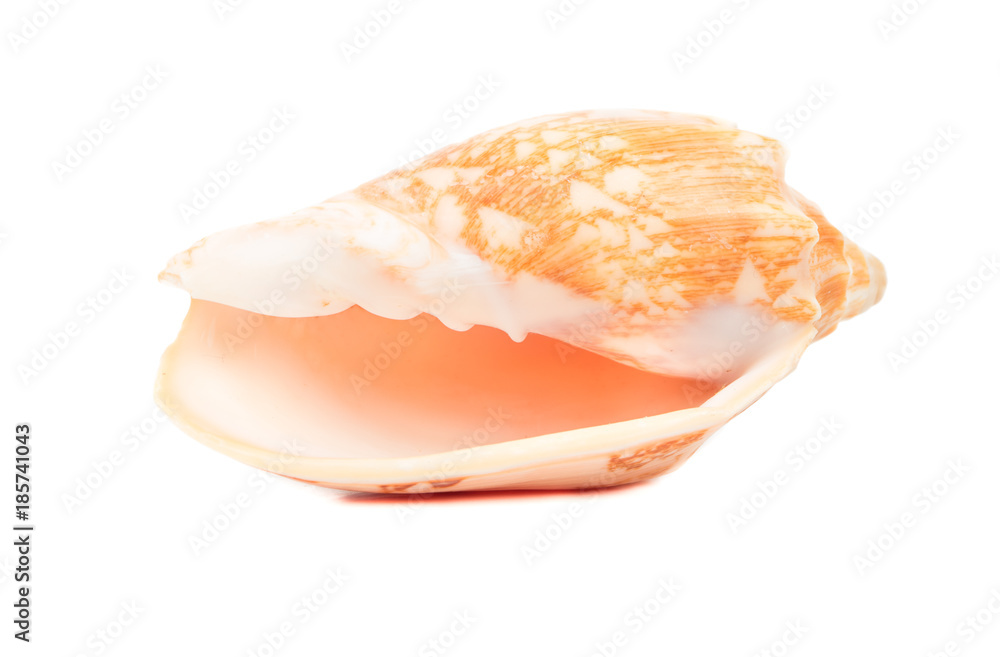 Empty seashell