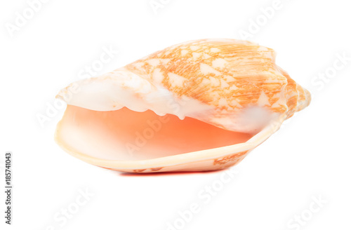 Empty seashell