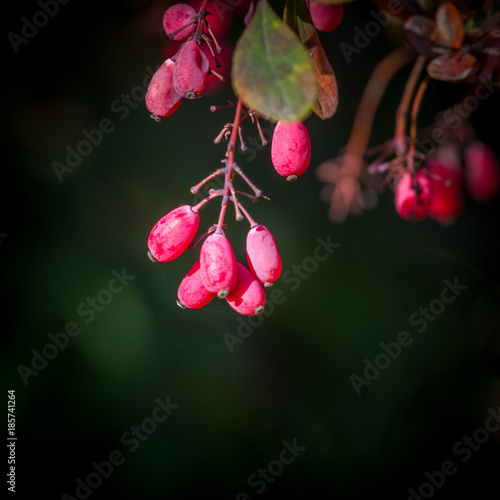 Barberry red berries. Red barberry on the branch. Red barberry berries on a bush. Berberis vulgaris. Fresh ripe berries with green background. photo