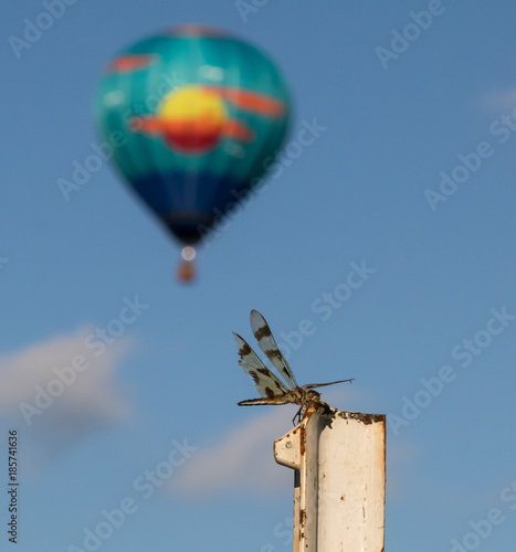 Dragon-fly perched with Balloon aloft