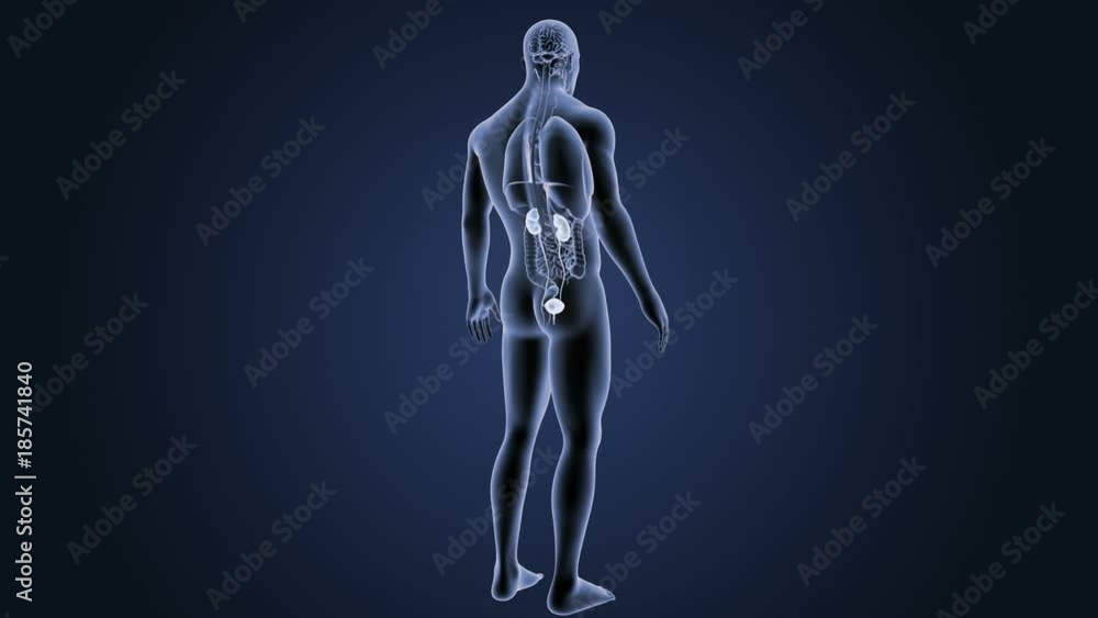 Urinary System with Organs Urinary System with Organs