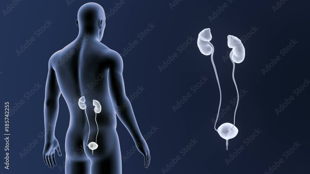 Urinary System zoom with Body Urinary System zoom with Body