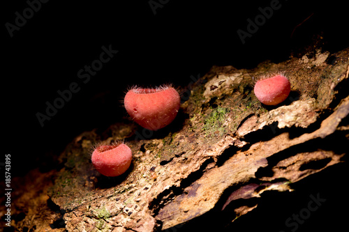Pink burn cup mushroom