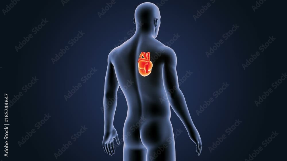 Human Heart Human Heart