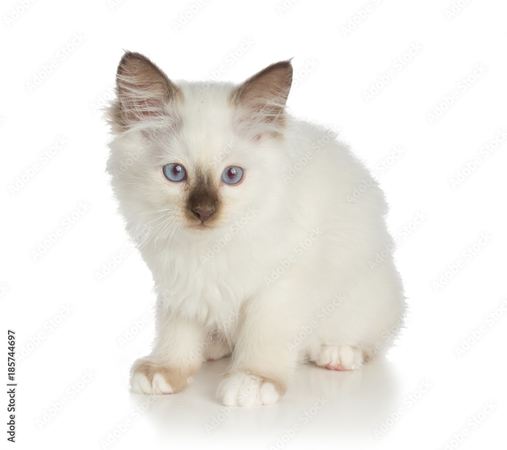 Lovely kitten, sacred Cat of Burma on white background