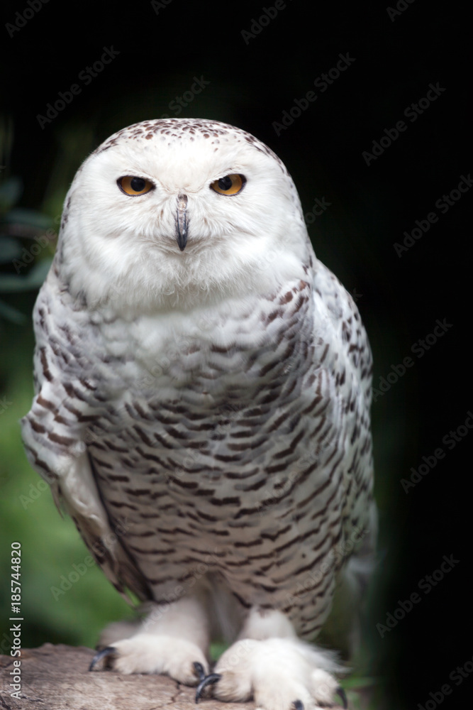 Obraz premium Snowy Owl Portrait Front View
