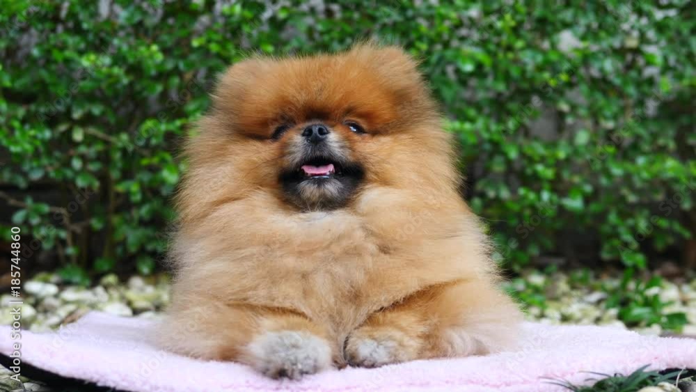 Cute Little Pet Dog Sitting Outdoors In Garden. 4K. Cute Little Pet Dog Sitting Outdoors In Garden. 4K.
