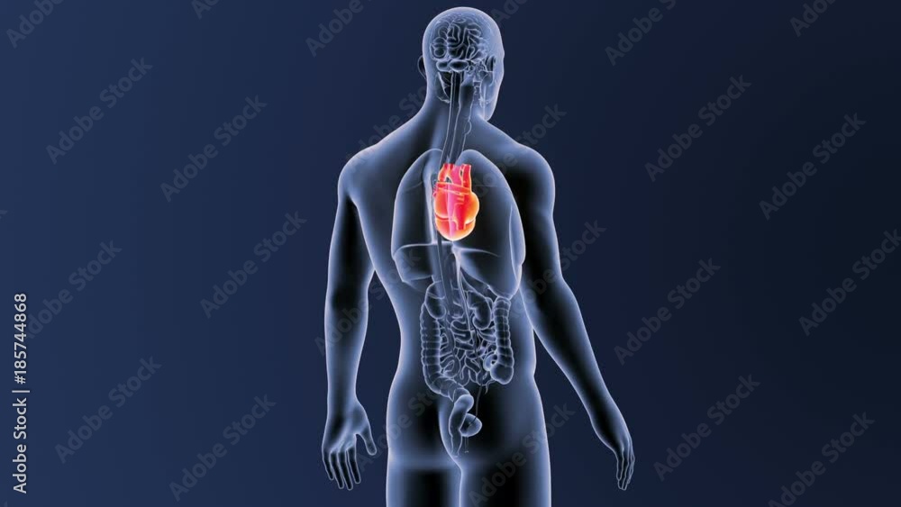 Heart with Organs Heart with Organs