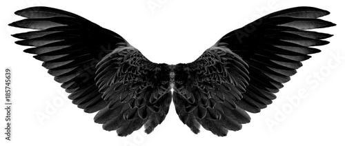 black wings of bird on white
