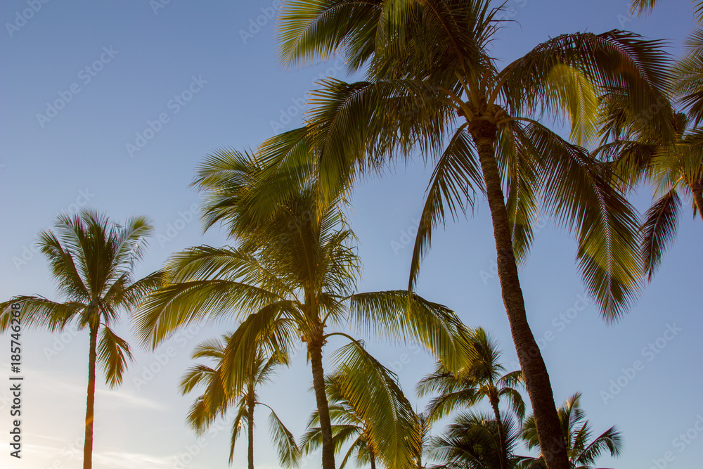 Tropical Palm trees with blue skies above taken at Waikiki Beach, Honolulu, Hawaii