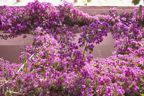 Bougainvillea flowers in a Sa Tuna street