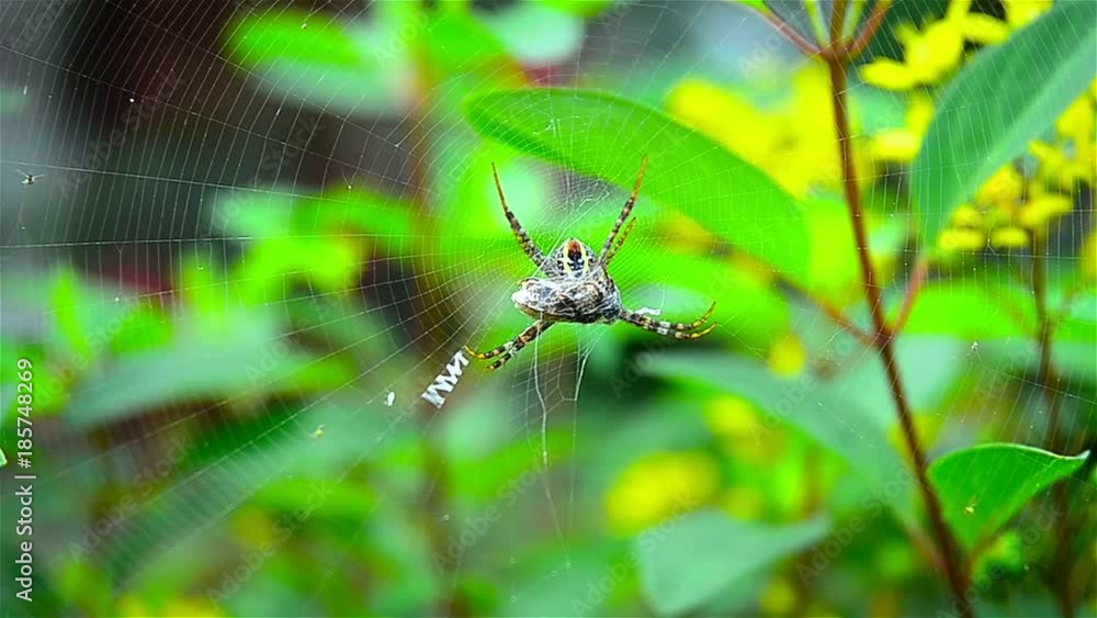 Spider and gossamer with the prey, The spider hunt the prey in the garden. Spider and gossamer with the prey, The spider hunt the prey in the garden.