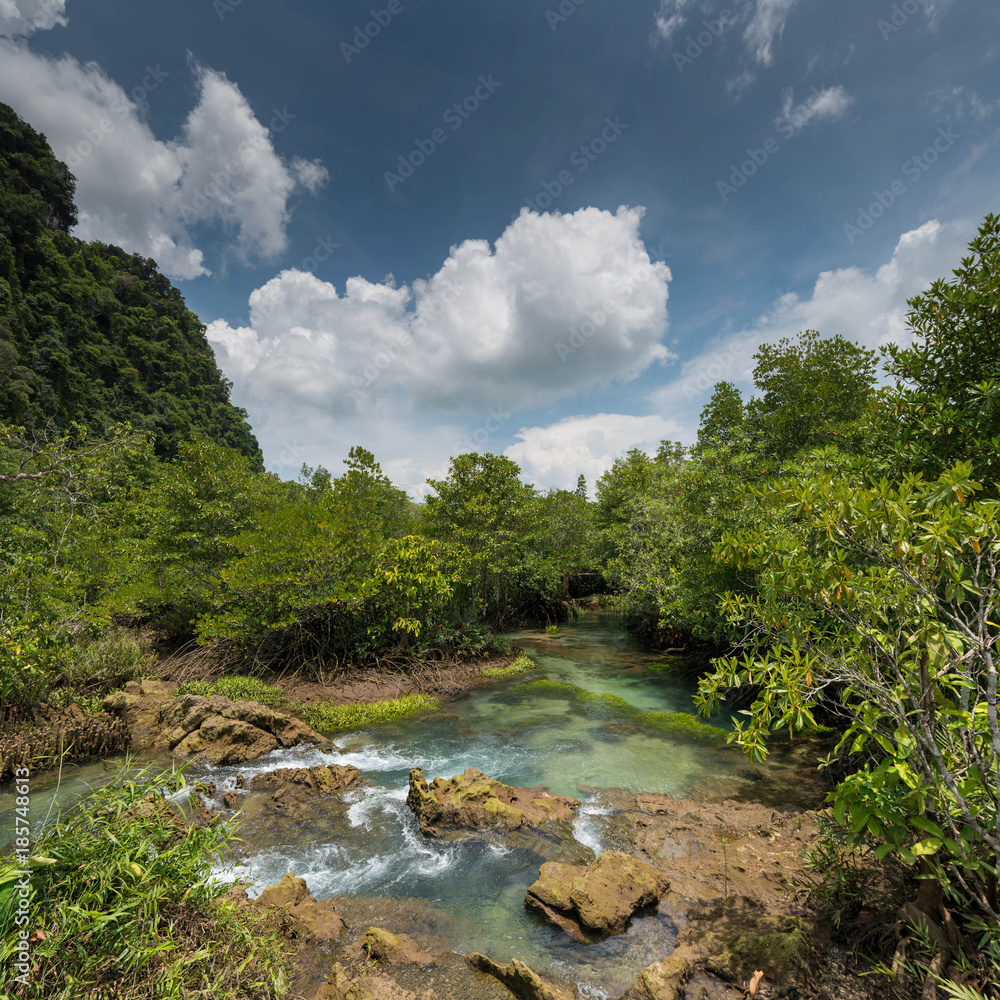 Mangrove forest at Tha Pom Khlong Song Nam Krabi,Thailand Mangrove forest at Tha Pom Khlong Song Nam Krabi,Thailand