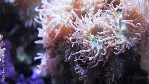close up of the large polyps of a Duncanopsammia axifuga coral photo