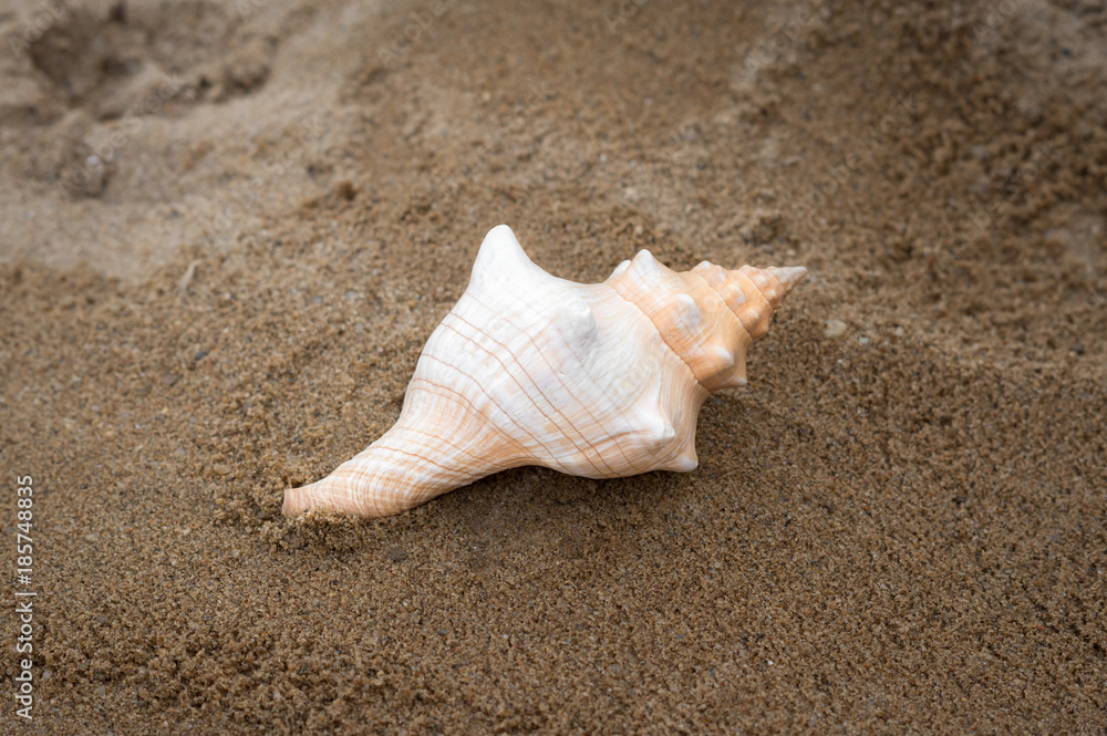 Sea shell on sand beach. Sea shell on sand beach.