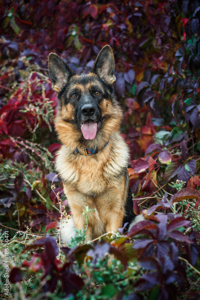 german shepherd german shepherd