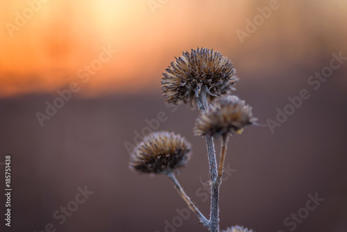 wildflowers in winter at sunset
