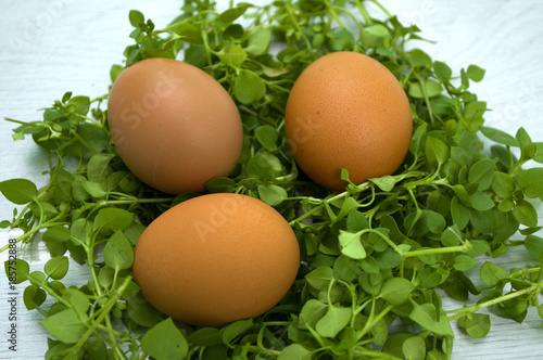 Eastern, eggs