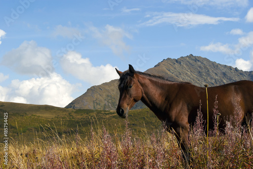 bay horse on free grazing in the autumn mountains.. © Evgeny