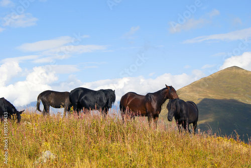 herd of horses on free grazing in the autumn mountains