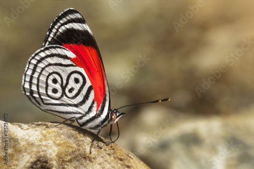 butterfly diaethria also called 88 photo