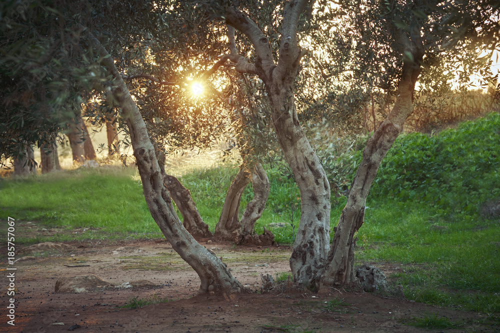 Ancient olive tree at sunset in Salento - Italy Ancient olive tree at sunset in Salento - Italy