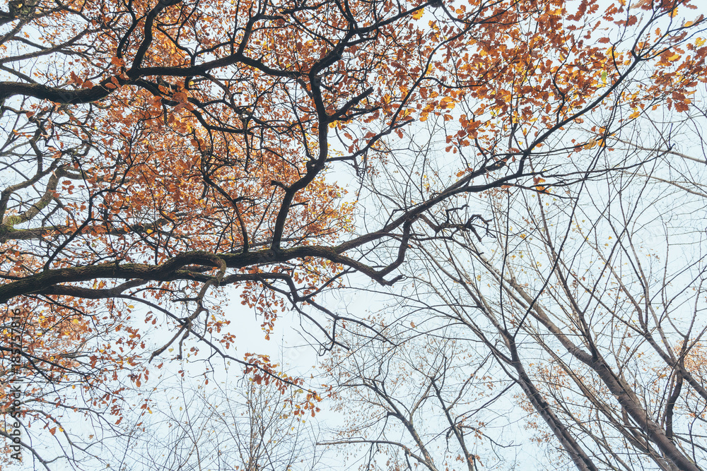 Autumn trees pattern. View from bottom to top. Autumn trees pattern. View from bottom to top.