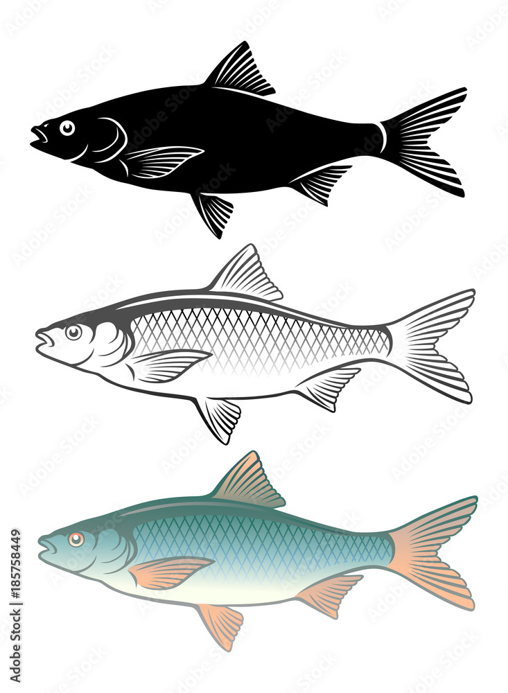 Obraz premium roach fish