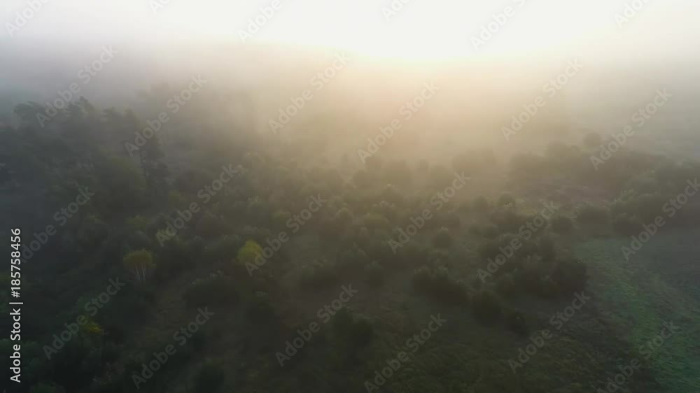 Aerial view of the forest with trees covered with yellow foliage, top view Aerial view of the forest with trees covered with yellow foliage, top view