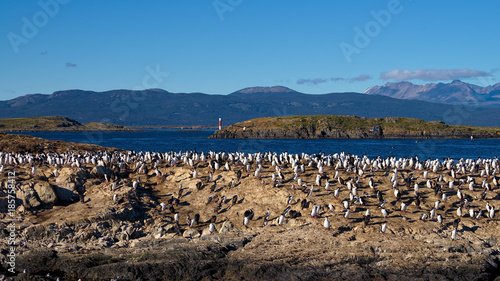 The Beagle Channel near Ushuaia  Tierra del Fuego  Argentina