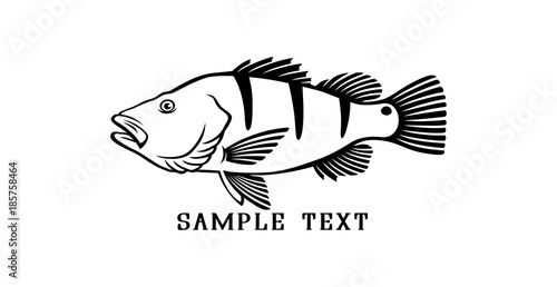Peacock Bass