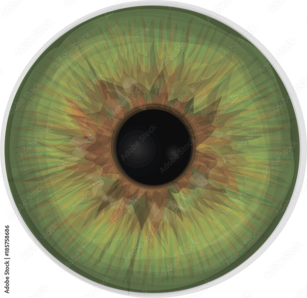 Eye iris - Realistic vector set - Eye iris vector texture - Green ...