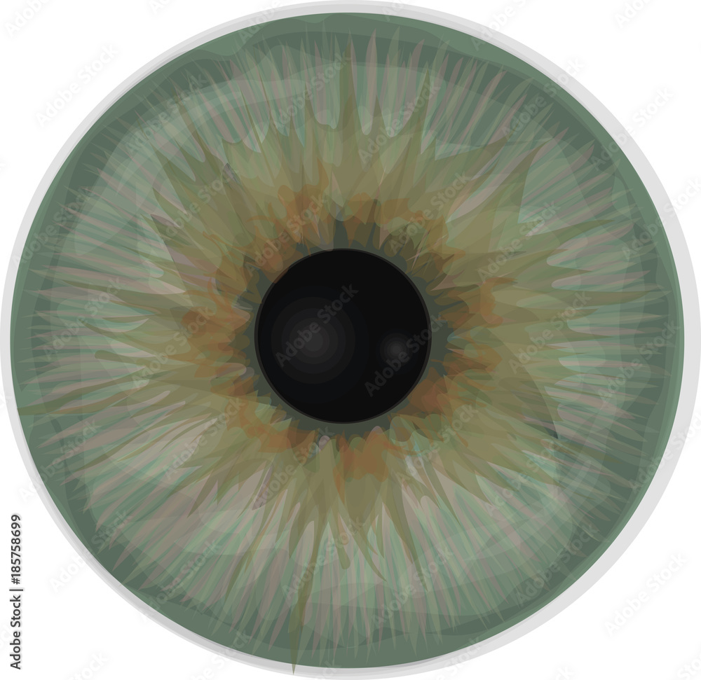 Eye iris Realistic vector Eye iris vector texture Grey eye Stock