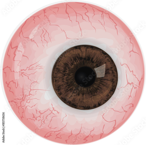 Realistic human eye with  brown iris